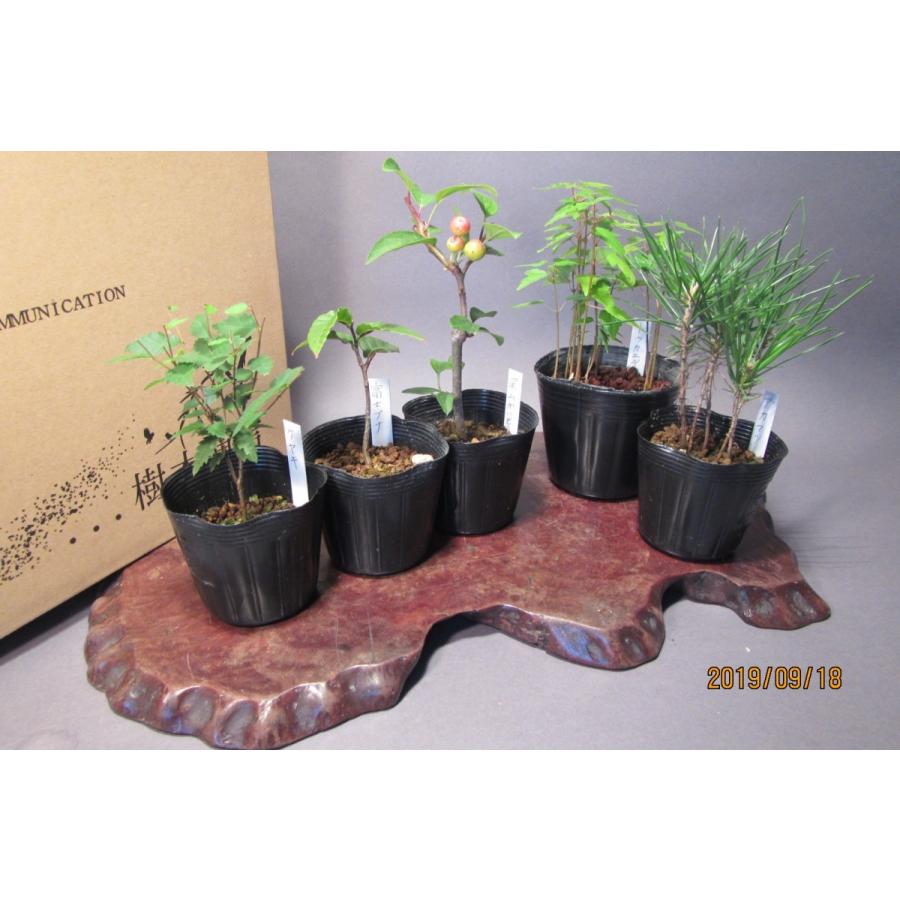 優良盆栽素材 ケヤキ 富士ブナ 深山かいどう トウカエデ アカマツ 五種組 0918 樹木通信 Yahoo 店 通販 Yahoo ショッピング