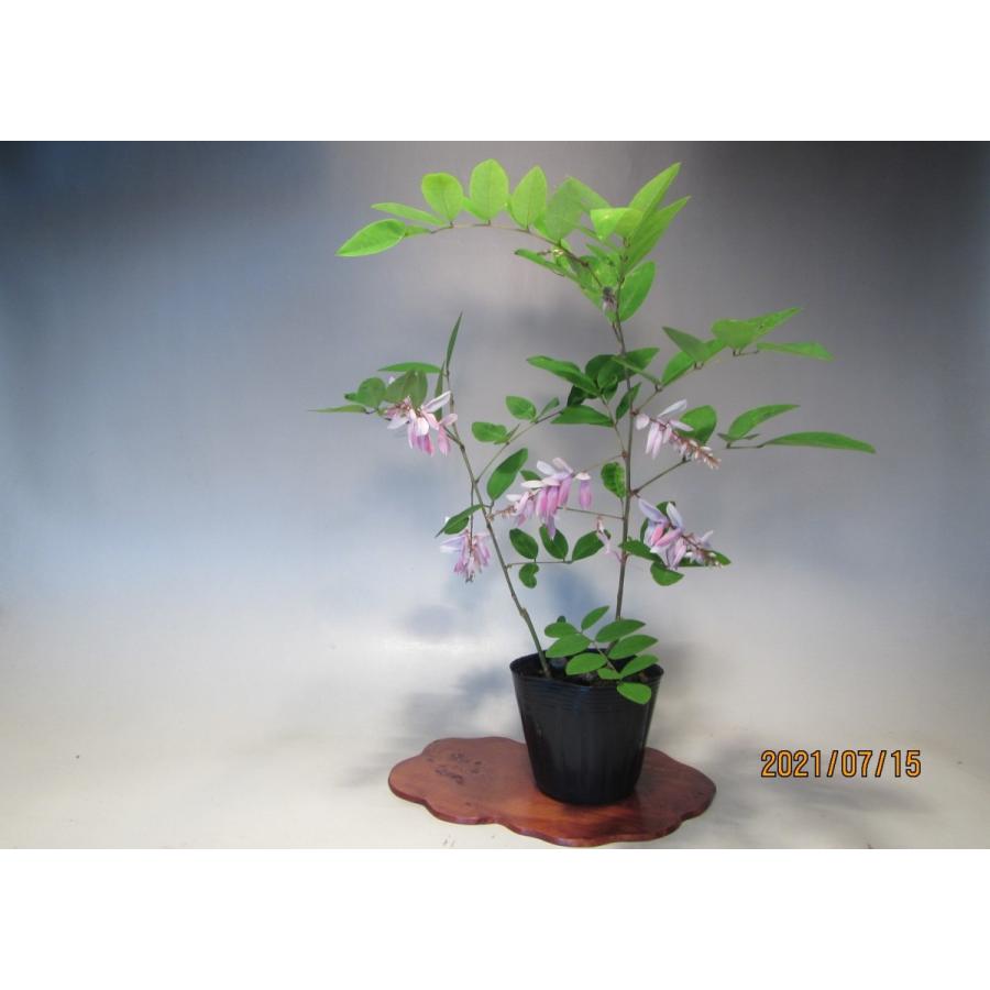 雲南ニワフジ 0924 樹木通信 Yahoo 店 通販 Yahoo ショッピング