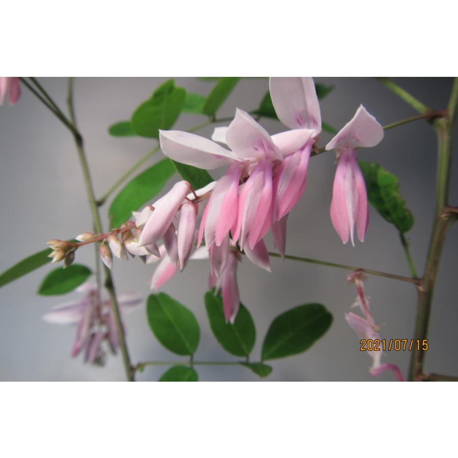 雲南ニワフジ 0924 樹木通信 Yahoo 店 通販 Yahoo ショッピング