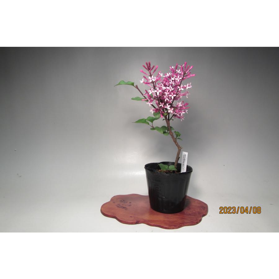 姫ライラック 13 樹木通信 Yahoo 店 通販 Yahoo ショッピング