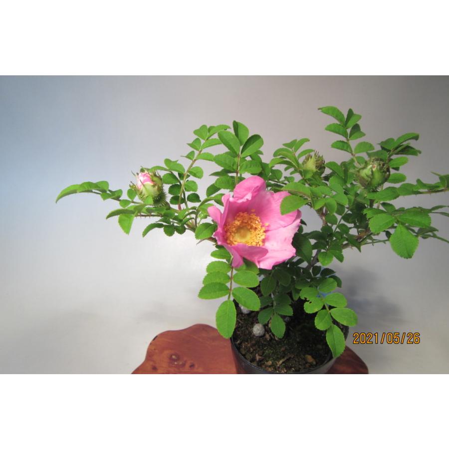 箱根サンショウバラ 6 樹木通信 Yahoo 店 通販 Yahoo ショッピング