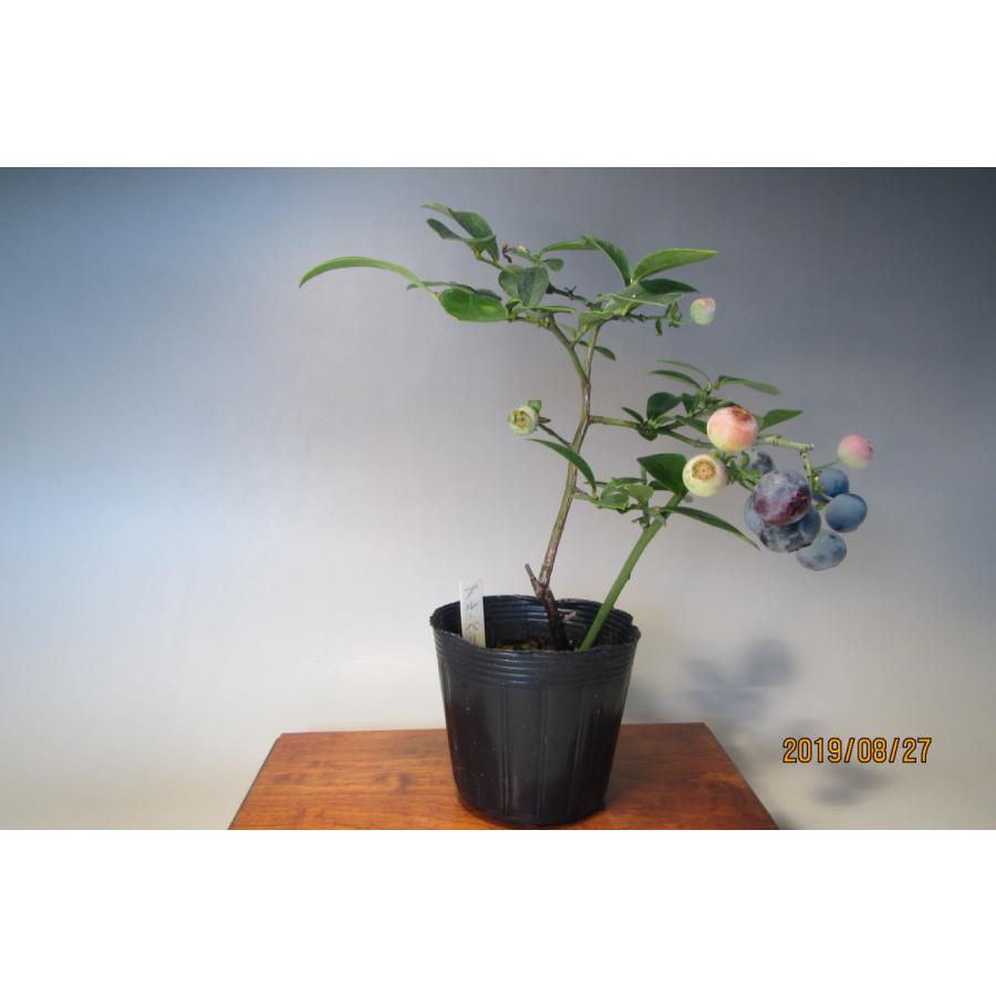 ブルーベリー W1 樹木通信 Yahoo 店 通販 Yahoo ショッピング