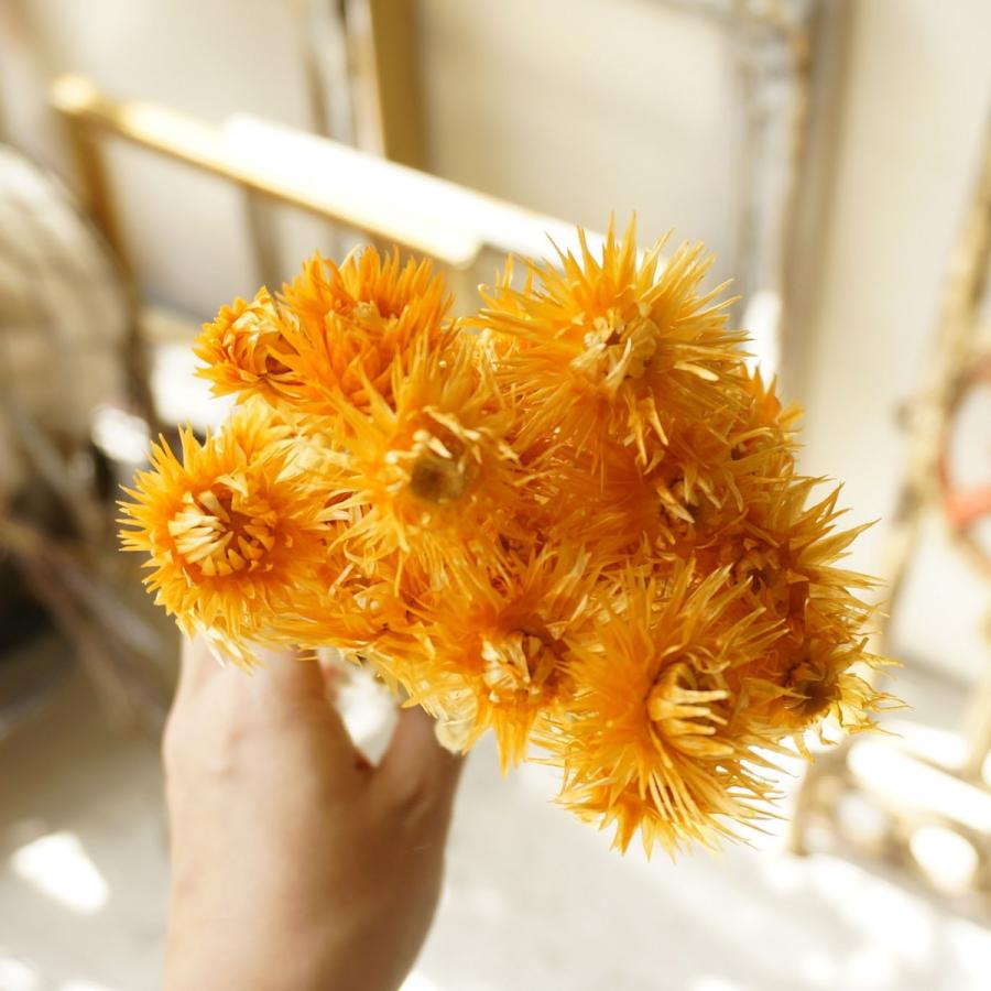 大地農園 ドライフラワー ミニシルバーデイジー 全7色 【サシェ材料