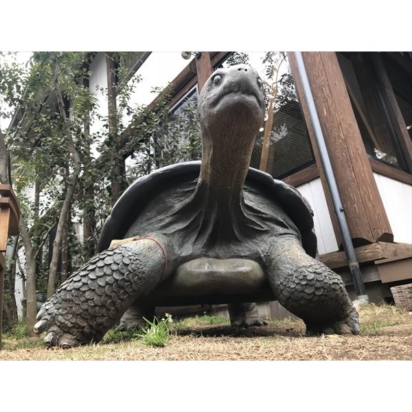 動物 オブジェ ガラパゴスの陸亀 ガラパゴスゾウガメ Galapagos