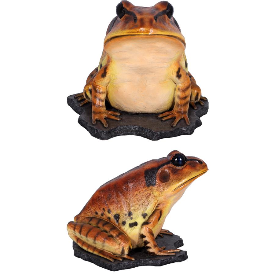 動物 オブジェ 巨大な縞足ガエル インテリア イベント ディスプレイ Great Barred Frog_1