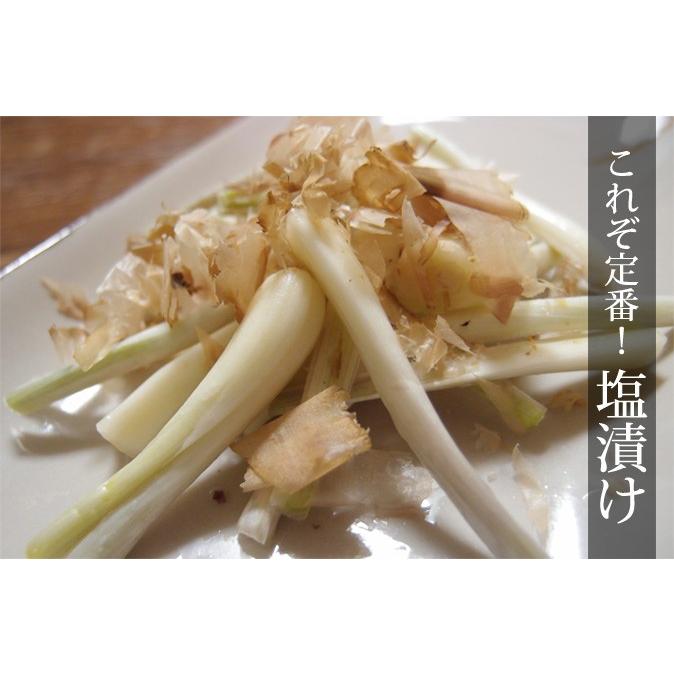 送料無料】島らっきょう(約1kg) 伊江島産 沖縄 おつまみ 沖縄 グルメ