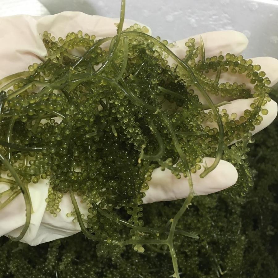 やんばる産海ぶどう茎付4キロ 茎付海ぶどう500g(専用タレ付き) : 島食専門店 Kinchanchi - 通販