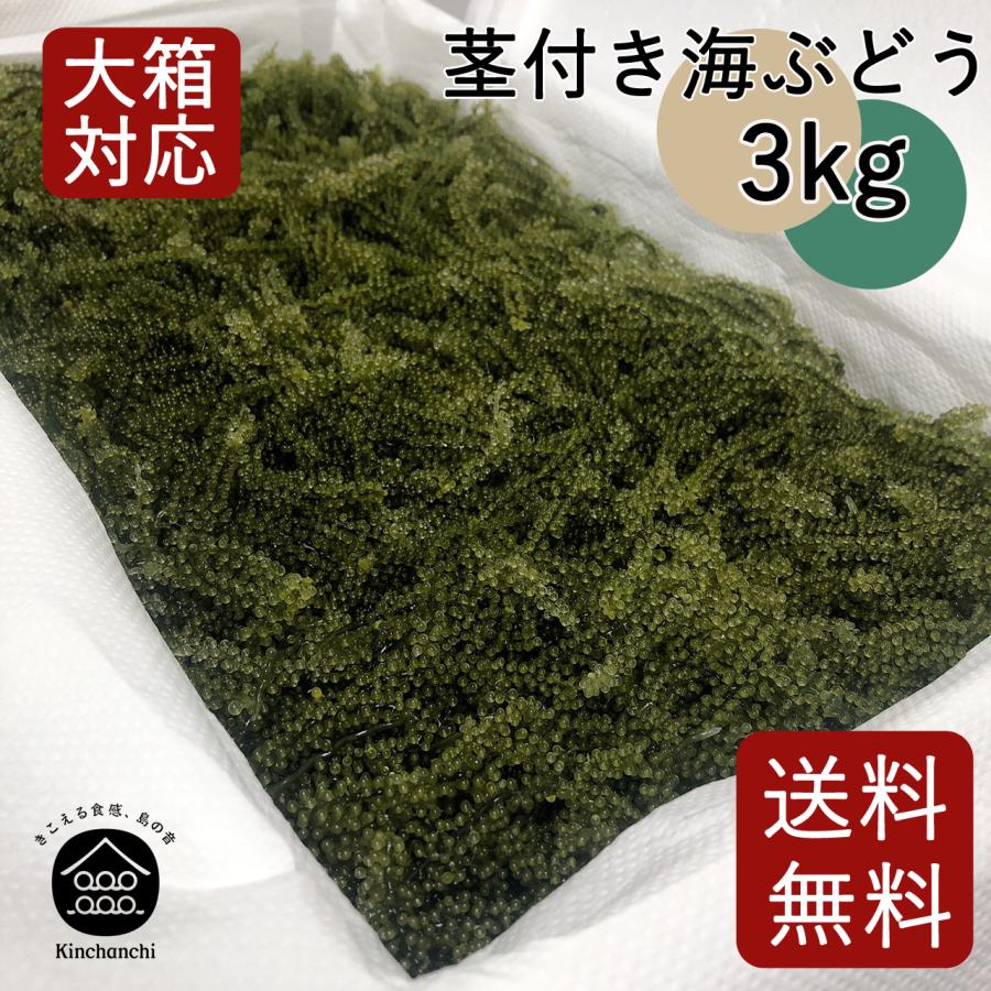 Hidemitsu Ganaha様専用 海ぶどう茎なし特A品3キロ 海ぶどう（100g