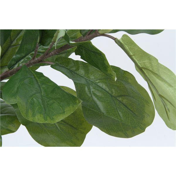 完動品 観葉植物 造花 幅80×奥行80×高さ155cm フィカス カシワバゴム インテリアグリーン リビング ダイニング インテリア雑貨〔代引不可〕 【O1780816986】(9399円)