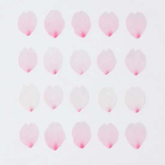 bande  1枚ずつめくれるマスキングテープ 桜の花びら-咲- | bande | 02