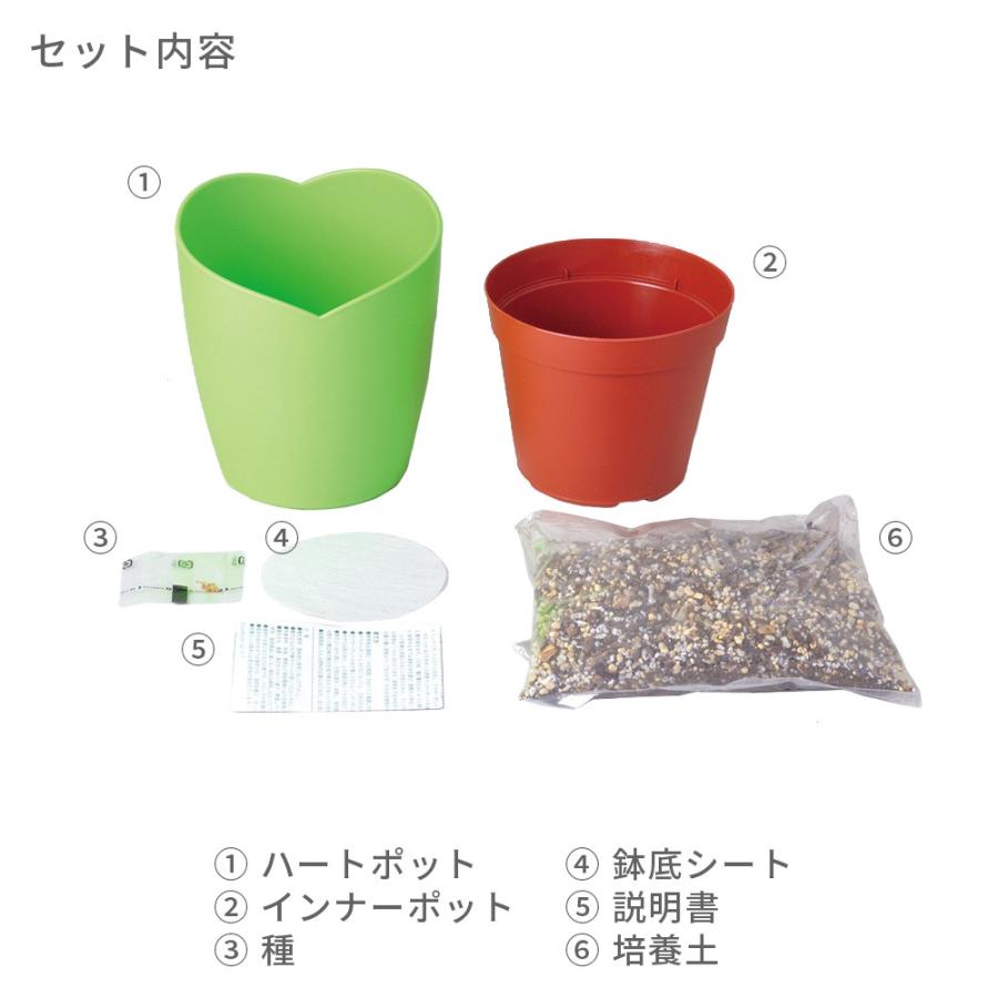 68 Off 四つ葉のクローバー栽培セット 栽培キット 観葉植物 植物 四つ葉 葉っぱ 可愛い グリーン 卓上 机 置物 窓際 お手軽 始められる かわいい おしゃれ インテリア Riosmauricio Com