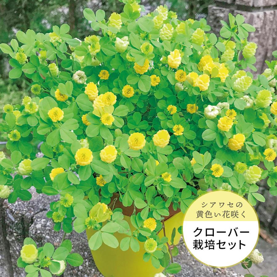 クローバー栽培セット 黄色い花 観葉植物キット 栽培 植物 花 フラワー セット品 黄色い花 グリーン 窓際 お手軽 始められる かわいい インテリア 在宅ワーク キングセレクション 通販 Paypayモール