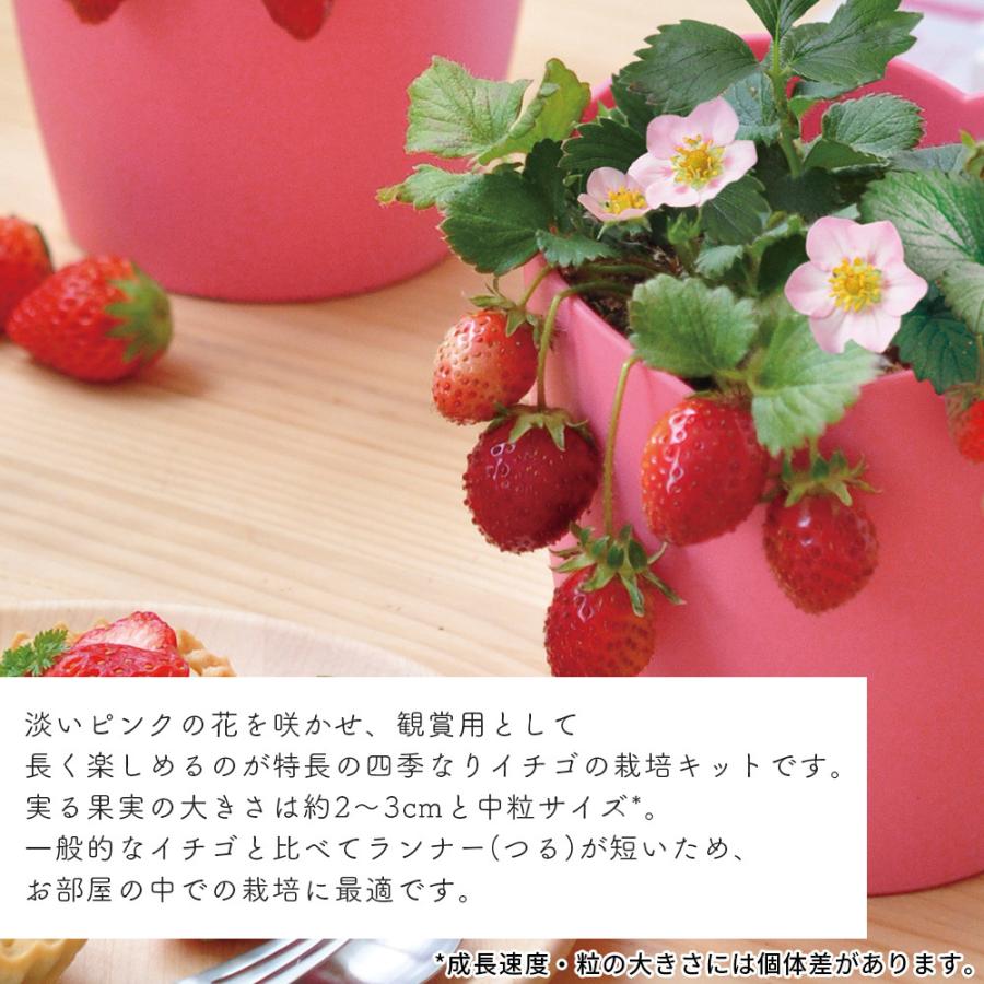 国内外の人気が集結 ストロベリー栽培セット イチゴ 苺 家庭菜園 栽培キット ガーデニング 四季成りイチゴ 小さい 育てやすい 可愛い グリーン おうち時間 お手軽 観賞用 フラワー Wantannas Go Id