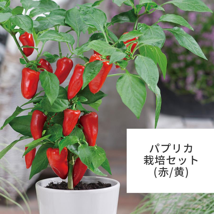 パプリカ栽培セット 黄色 赤色 食べれる 家庭菜園 栽培キット ガーデニング 小さい 育てやすい 可愛い グリーン おうち時間 家 お手軽 キングセレクション 通販 Paypayモール