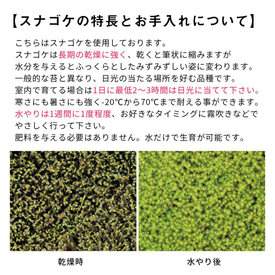 68 Off 苔盆 苔 コケ テラリウム 手作り 工作 キット 苔庭 スナゴケ インテリア ハンドメイド 日本庭園風 自作 簡単 おしゃれ 趣味 癒し ギフト 贈り物 プレゼント3 400円 Aynaelda Com