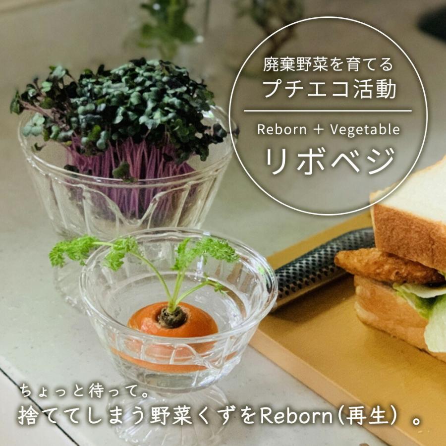 リボベジ ガラス 再生野菜 水耕栽培 リボーンベジタブル ネギ さつまいも ニンジン ニンニク ジャガイモ サステナブル 野菜 趣味 再収穫 プレゼント キングセレクション 通販 Yahoo ショッピング
