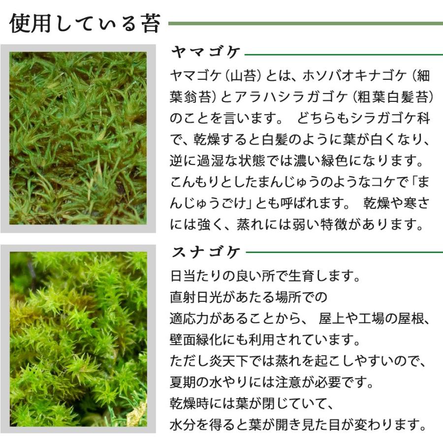 苔 インテリア 卓上 盆栽 植物 観賞用 モス 苔リウム テラリウム ヤマゴケ ジオラマ エアプランツ 癒しグッズ グリーン 北欧 激安通販専門店 ギフト スナゴケ