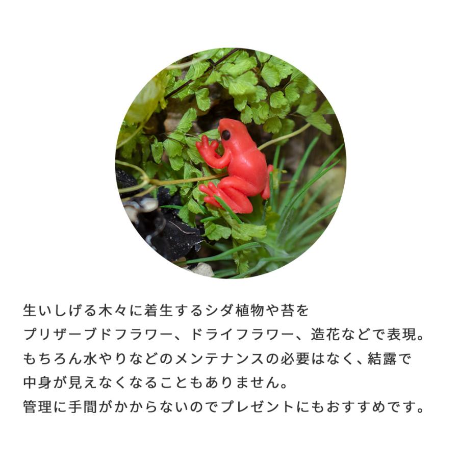 最大95 Offクーポン プリザーブドフラワー ドライフラワー ジオラマ Mサイズ 雑貨 インテリア 森林 ジャングル テラリウム 造花 ボトルフラワー コルク瓶 カエル おしゃれ かわいい Riosmauricio Com
