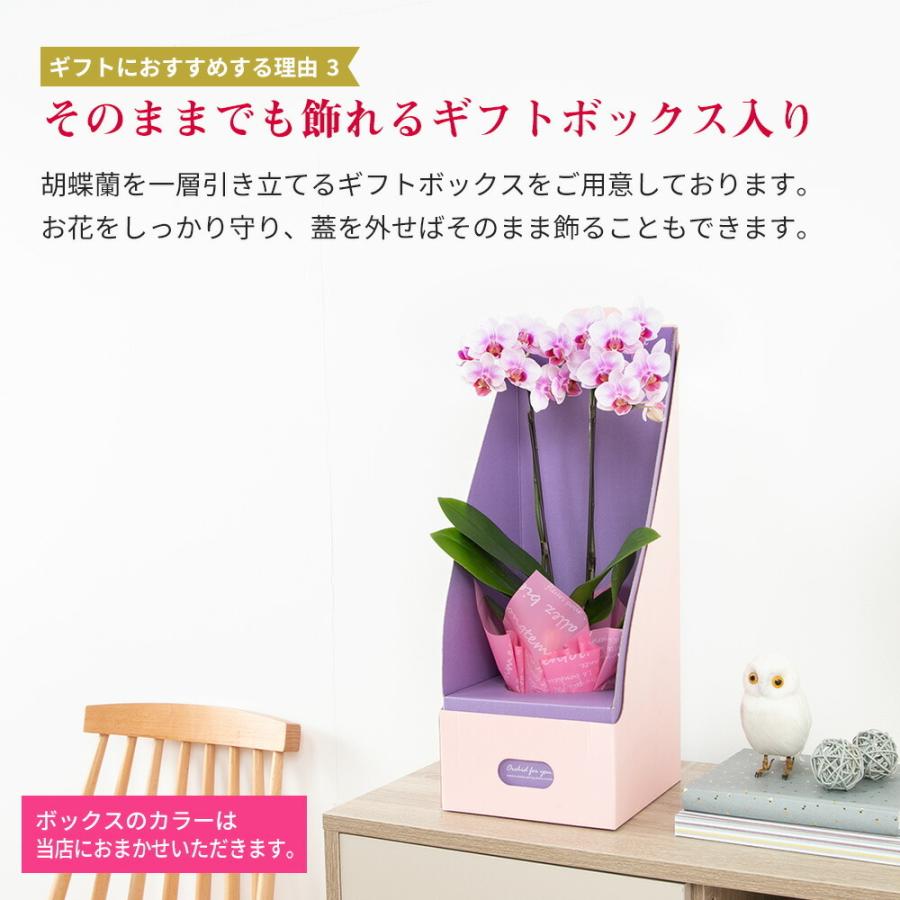 ミニ 胡蝶蘭 マイクロ サイズ 2株ボックス 鉢植え 花 生花 鉢花 3号鉢 インテリア お祝い｜kingselection｜09