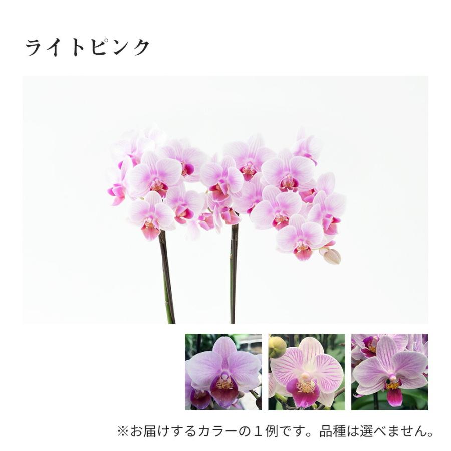 ミニ 胡蝶蘭 マイクロ サイズ 2株ボックス 鉢植え 花 生花 鉢花 3号鉢 インテリア お祝い｜kingselection｜11