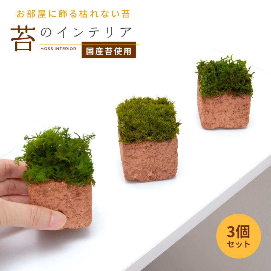 最大43 Offクーポン 日本製 プリザーブドグリーン モス 苔 レンガ鉢 ポット 雑貨 観葉植物 インテリア 卓上 プレゼント ギフト おしゃれ Rmladv Com Br
