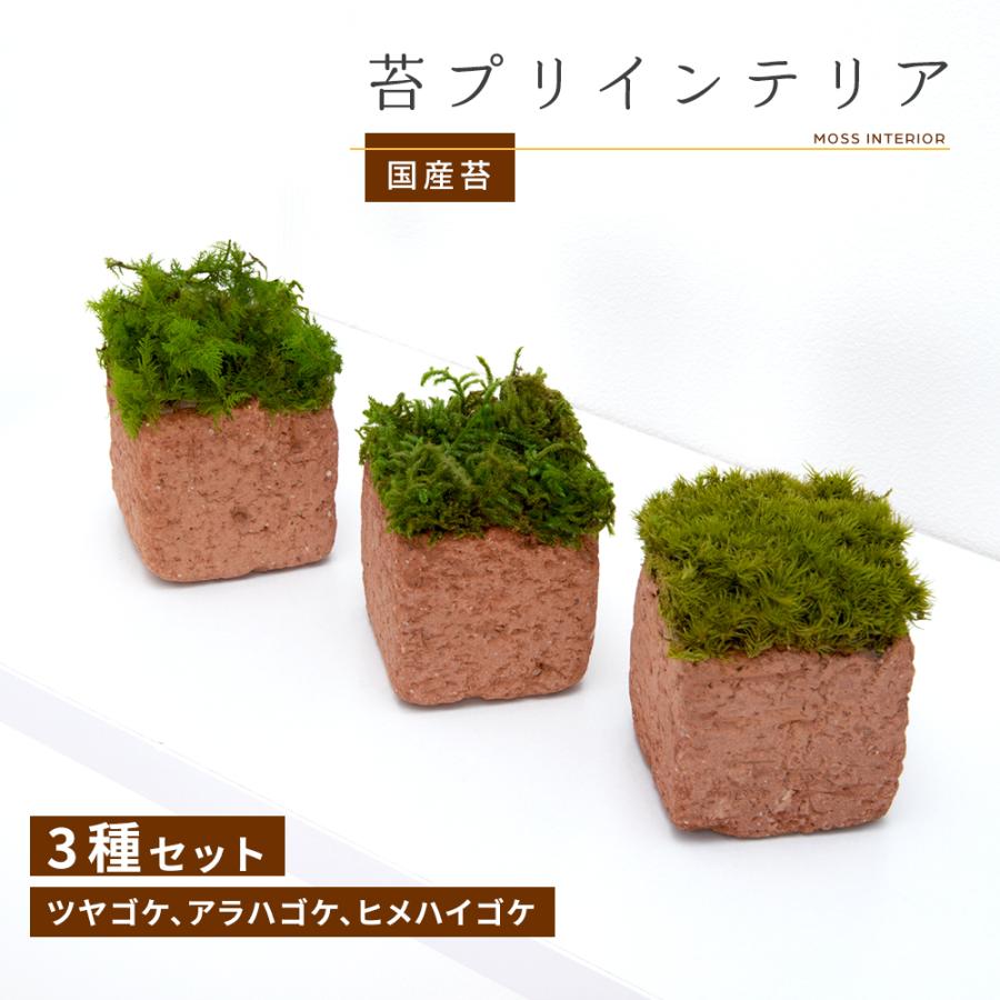 日本製 プリザーブドグリーン モス 苔 レンガ鉢 ポット 雑貨 観葉植物 ツヤゴケ アラハゴケ ヒメハイゴケ インテリア 雑貨 卓上 プレゼント ギフト おしゃれ キングセレクション 通販 Paypayモール