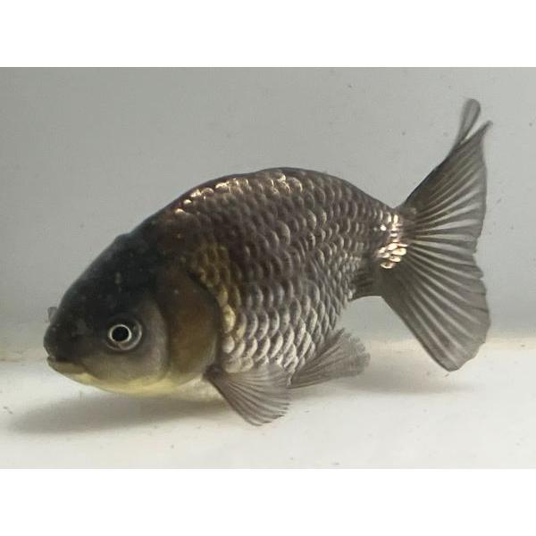 青らんちゅう 3番 全長約12センチ 金魚 Kingyo 金魚生体 きんぎょ Aoranchu 001 きんぎょ本舗 通販 Yahoo ショッピング