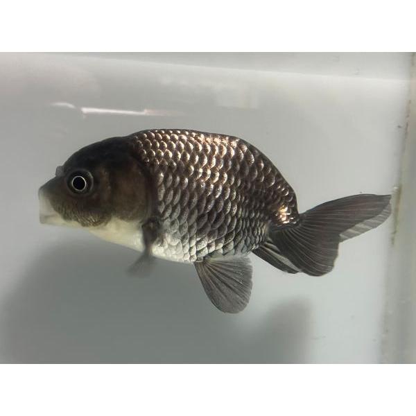 きんぎょさま専用 ヨドバシ.com - スイサク きんぎょファミリー L 通販【全品無料