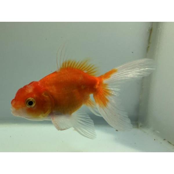 独特の上品 全長約16 5センチ 1番 桜アズマ 迫力の大サイズ 紅白透明鱗の東錦 金魚 きんぎょ 金魚生体 Kingyo 観賞魚生体