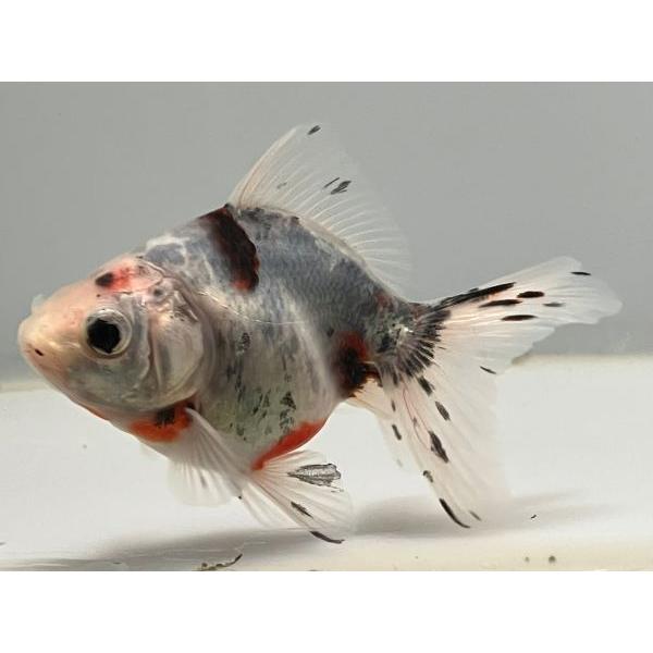 キャリコ 超格安価格 1番 全長約9センチ 金魚 金魚生体 きんぎょ Kingyo