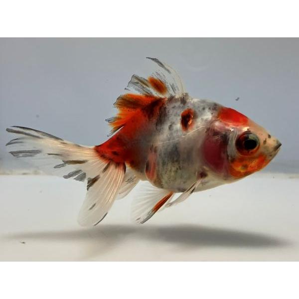 キャリコ 3番 全長約11 5センチ 金魚 Kingyo 金魚生体 きんぎょ Carico 1 008 きんぎょ本舗 通販 Yahoo ショッピング