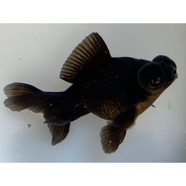 黒デメキン 3番 全長約9 5センチ 最高の品質の 金魚 金魚生体 Kingyo きんぎょ