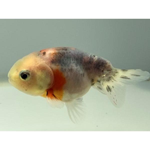 江戸錦 1番 全長約8センチ 金魚 Kingyo 金魚生体 きんぎょ Majesticxpress Com