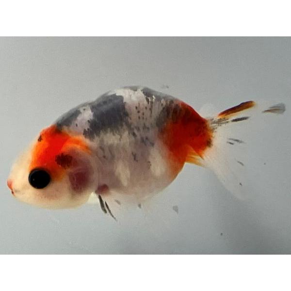 江戸錦 2番 在庫一掃 全長約7センチ 金魚 金魚生体 Kingyo きんぎょ