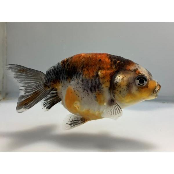 江戸錦 2番 全長約9.5センチ 金魚 kingyo 金魚生体 きんぎょ : edo-1-017 : きんぎょ本舗 - 通販 - Yahoo!ショッピング 江戸錦 2番 全長約9.5センチ 金魚 kingyo 金魚生体 きんぎょ : edo-1-017 : きんぎょ本舗 - 通販 - Yahoo!ショッピング
