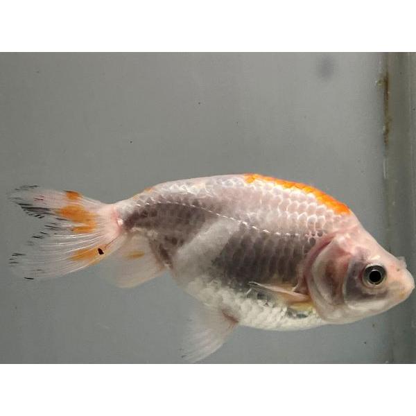 全品送料無料 出雲ナンキン 3番 全長約9 5センチ 爆売り