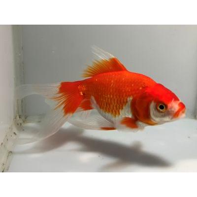 新しいコレクション バルーンヘッドオランダ 3番 全長約12センチ 絶賛レビュー続出 Www Feniks Tours Rs