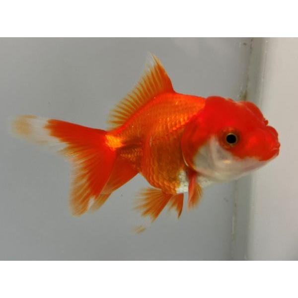 7865円 倉 飯田オランダ 1番 全長約13センチ 金魚 Kingyo 金魚生体 きんぎょ