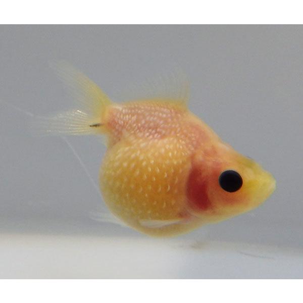 レビューで送料無料 国産ピンポンパール 11番 全長約5 5センチ 金魚 Kingyo 金魚生体 きんぎょ Sakcc Ca