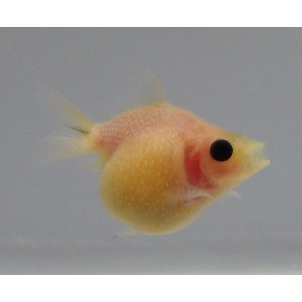 65 Off 国産ピンポンパール 13番 全長約6センチ 金魚 Kingyo 金魚生体 きんぎょ Mirima Fr