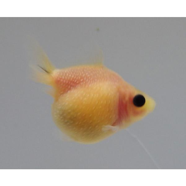 65 Off 国産ピンポンパール 13番 全長約6センチ 金魚 Kingyo 金魚生体 きんぎょ Mirima Fr