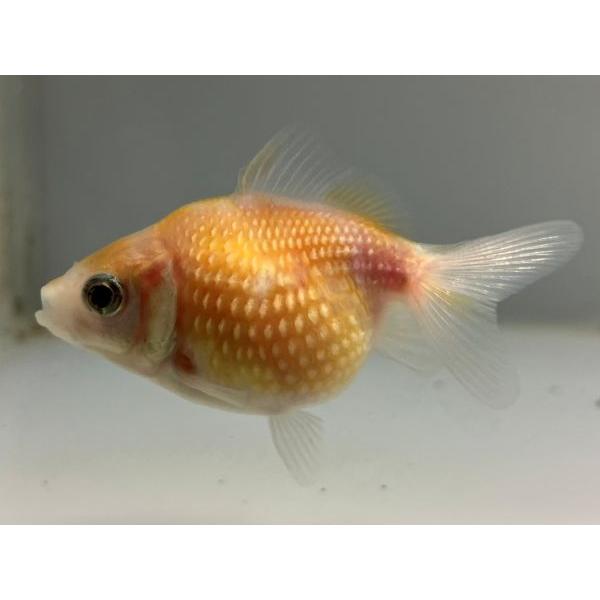 タイ産パールスケール 2番 全長約8センチ 金魚 Kingyo 金魚生体 きんぎょ Pearl 1 002 きんぎょ本舗 通販 Yahoo ショッピング