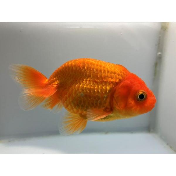 深見らんちゅう 2番 全長約8 5センチ 金魚 Kingyo 金魚生体 きんぎょ ペット用品 生き物