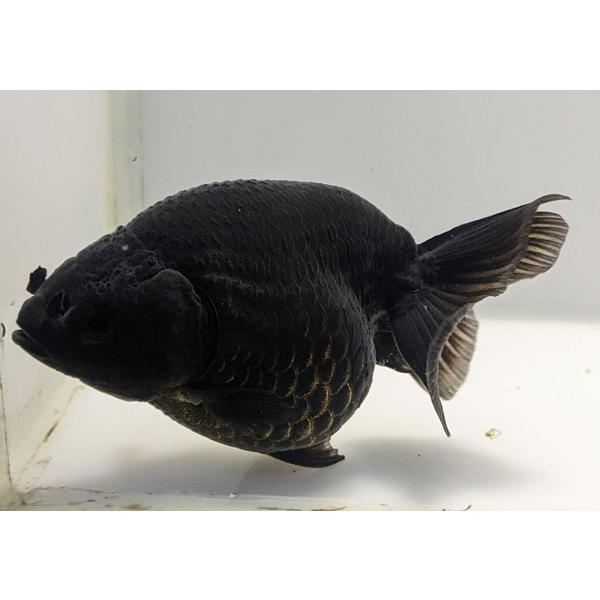 国産ブラックランチュウ　1番　全長約10.5センチ　金魚 kingyo 金魚生体 きんぎょ｜kingyohonpo｜02