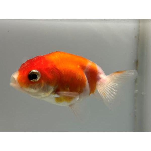 桜錦 11番 全長約8 5センチ 金魚 Kingyo 金魚生体 きんぎょ Sakura 1 001 きんぎょ本舗 通販 Yahoo ショッピング