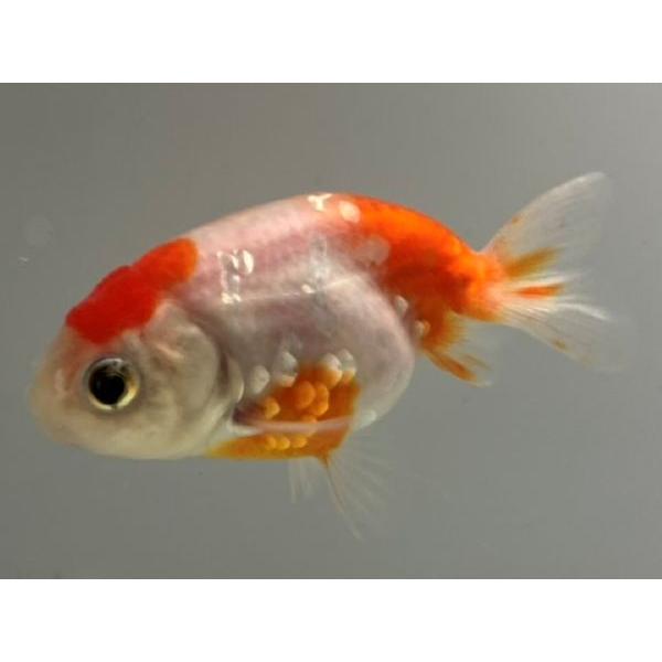 桜錦 2番 全長約7 5センチ 金魚 Kingyo 金魚生体 きんぎょ Sakura 1 002 きんぎょ本舗 通販 Yahoo ショッピング