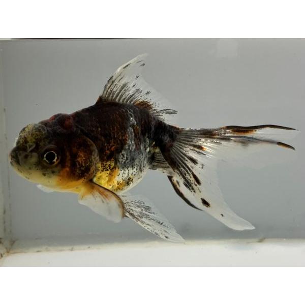 高い品質 関東東錦 2番 全長約8 5センチ 金魚 Kingyo 金魚生体 きんぎょ Shipsctc Org