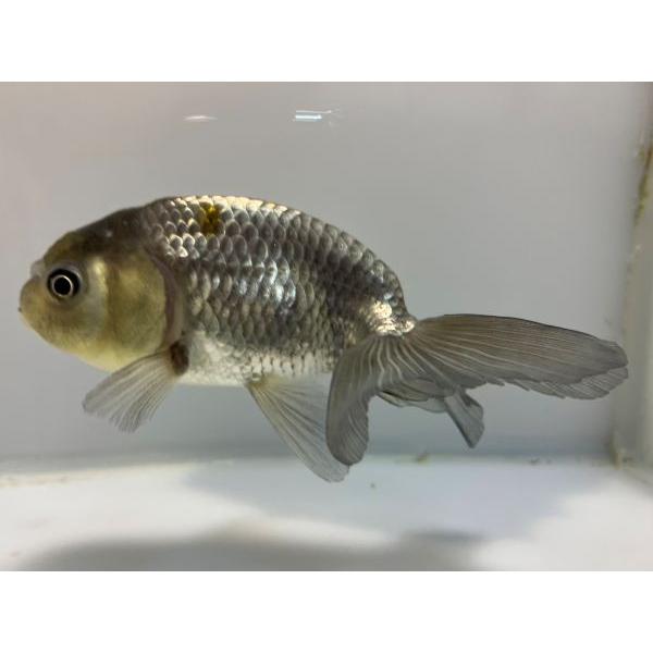 深見産 秋錦 1番 全長約13センチ 金魚 Kingyo 金魚生体 きんぎょ Majesticxpress