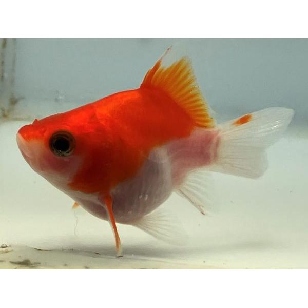 福だるま 15番 全長約6センチ 金魚 Kingyo 金魚生体 きんぎょ Tama 003 きんぎょ本舗 通販 Yahoo ショッピング