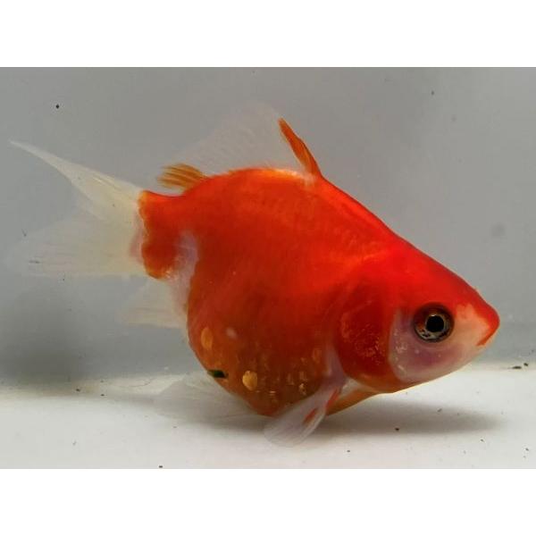 福だるま 21番 全長約6センチ 金魚 Kingyo 金魚生体 きんぎょ Majesticxpress Com